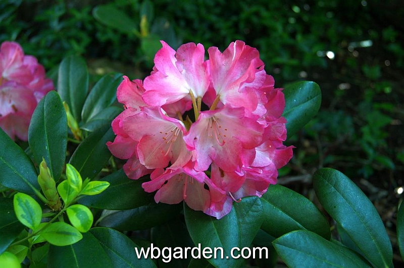 wbgarden spring 52.JPG